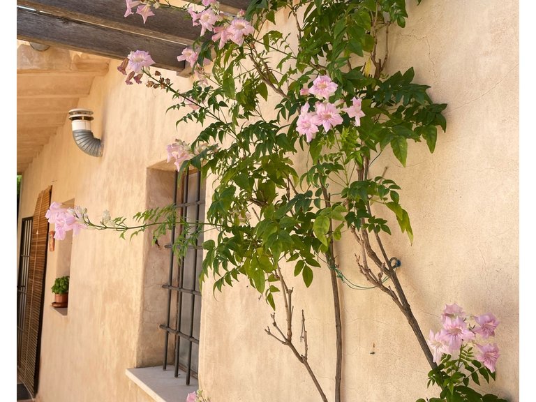 Country House for Sale in Raspay, Murcia 4