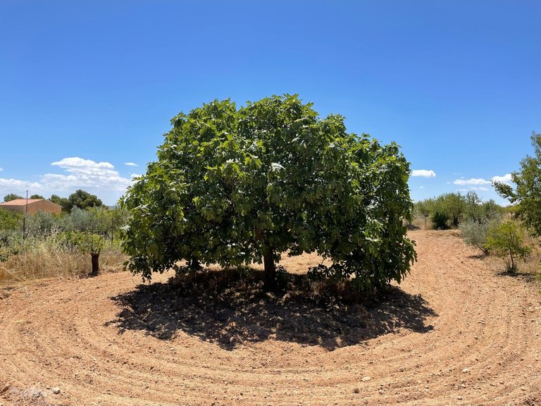 Country House for Sale in Raspay, Murcia 50