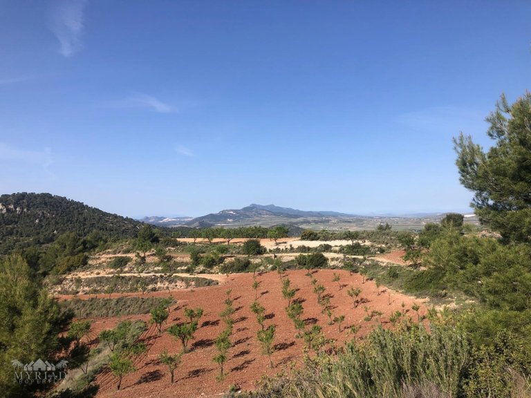 Villa for Sale in Pinoso, Alicante 48