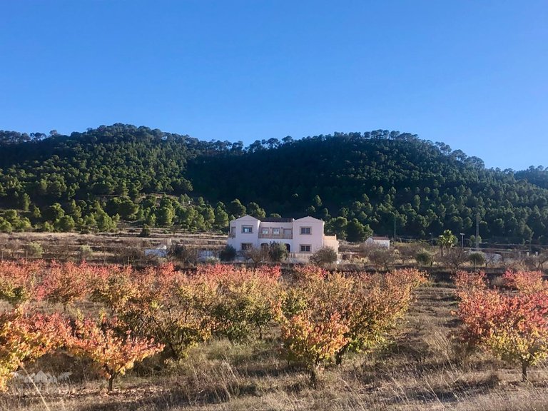 Villa for Sale in Pinoso, Alicante 44