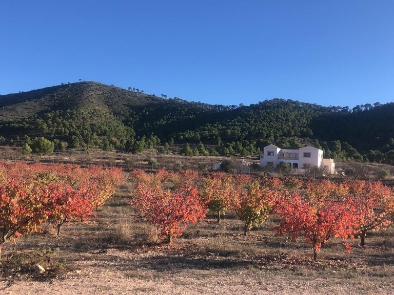 Villa for Sale in Pinoso, Alicante 49