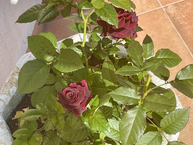 Villa for Sale in Benimeit, Moraira, Alicante 33