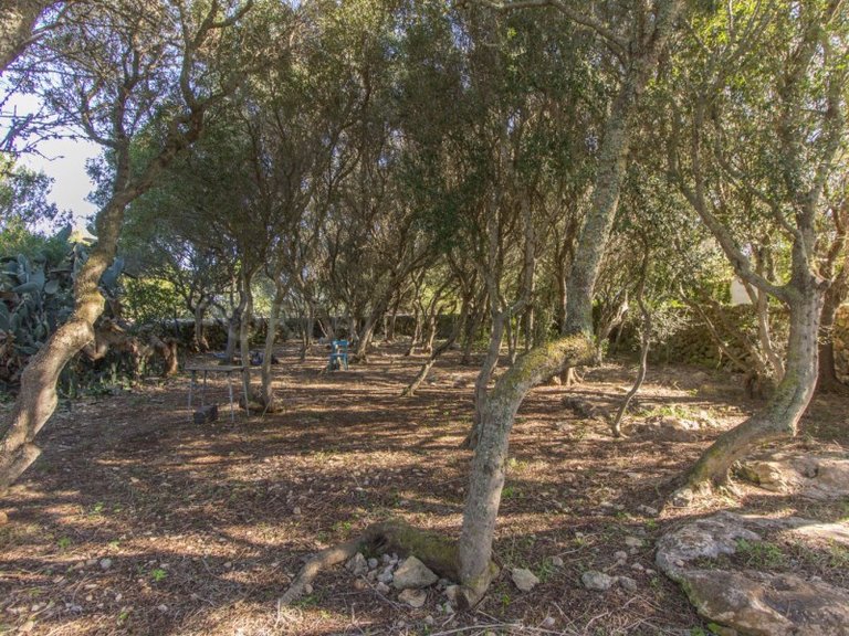 Country House for Sale in Biniali (san Luis), Menorca 32