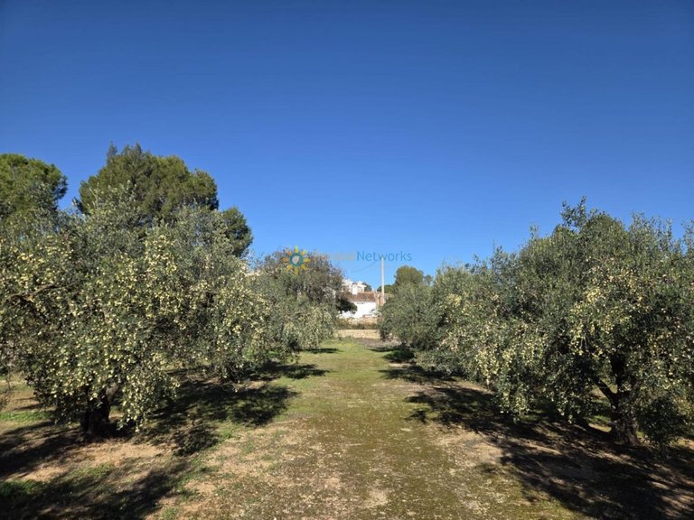 Plot for Sale in Beniganim, Valencia 8
