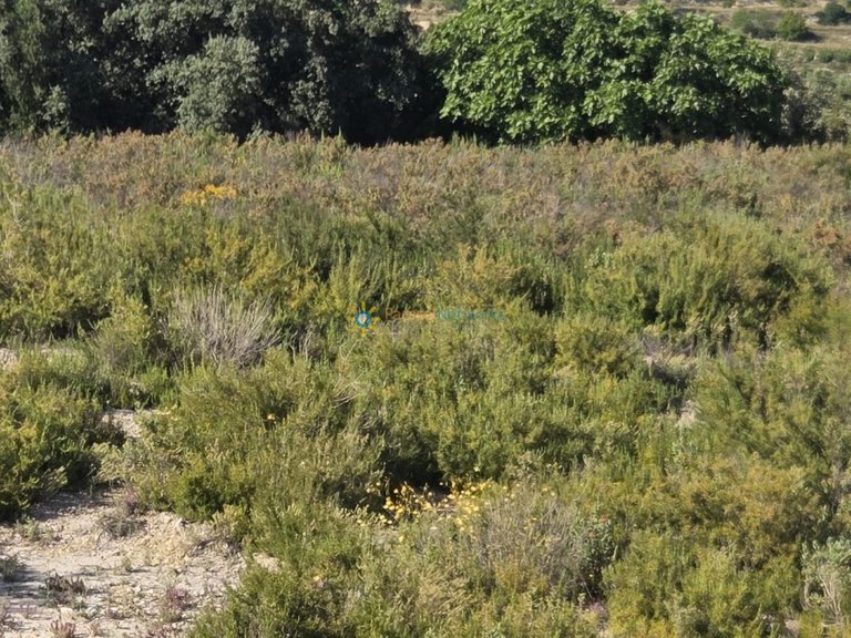 Plot for Sale in El Palomar, Valencia 4