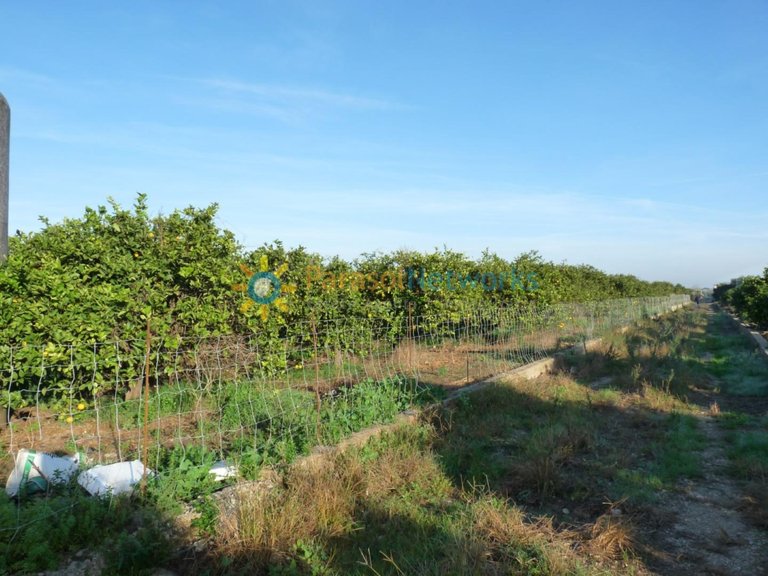 Plot for Sale in Oliva, Valencia 5