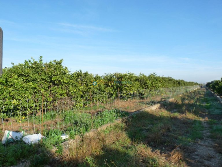 Plot for Sale in Oliva, Valencia 4