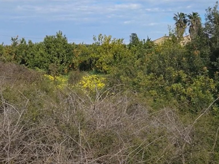 Plot for Sale in Gandia, Valencia 2