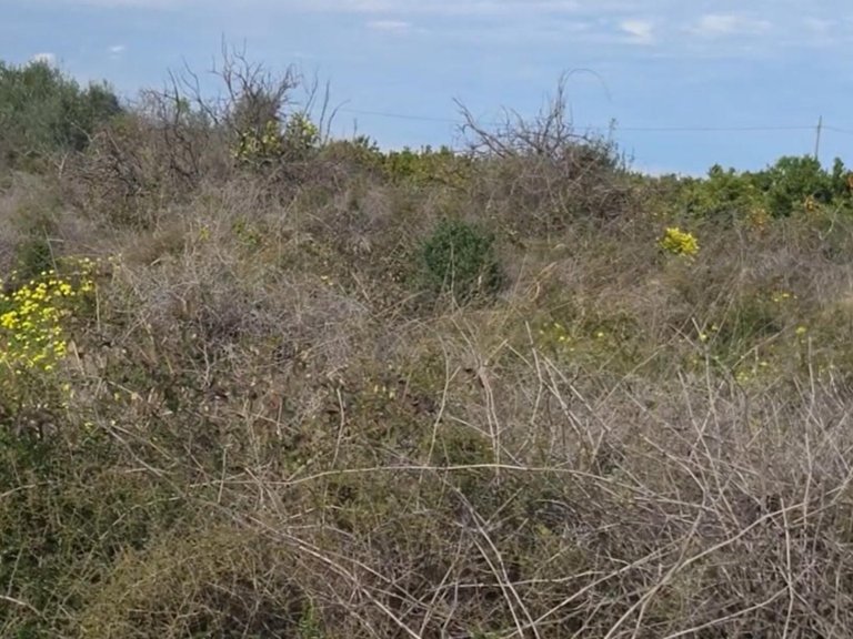 Plot for Sale in Gandia, Valencia 5