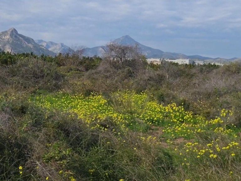 Plot for Sale in Gandia, Valencia 1