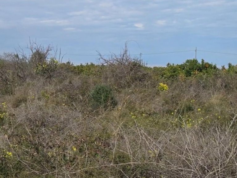 Plot for Sale in Gandia, Valencia 4
