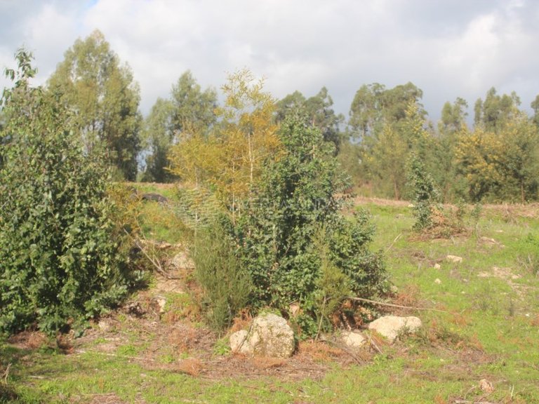 Plot for Sale in Santo Tirso, Porto 10