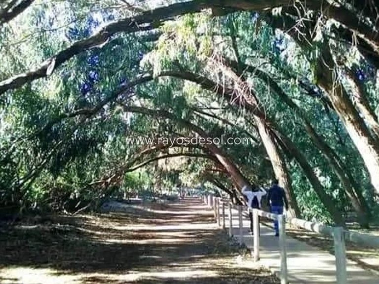 Apartment for Sale in Torrevieja, Alicante 11