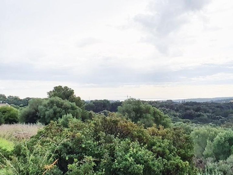 Plot for Sale in Sotogrande, Cadiz 12