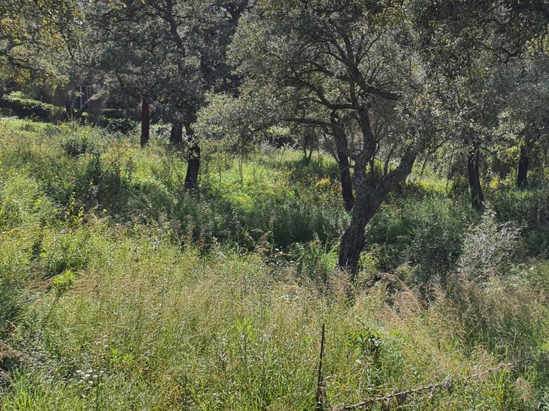 Plot for Sale in Sotogrande, Cadiz 16
