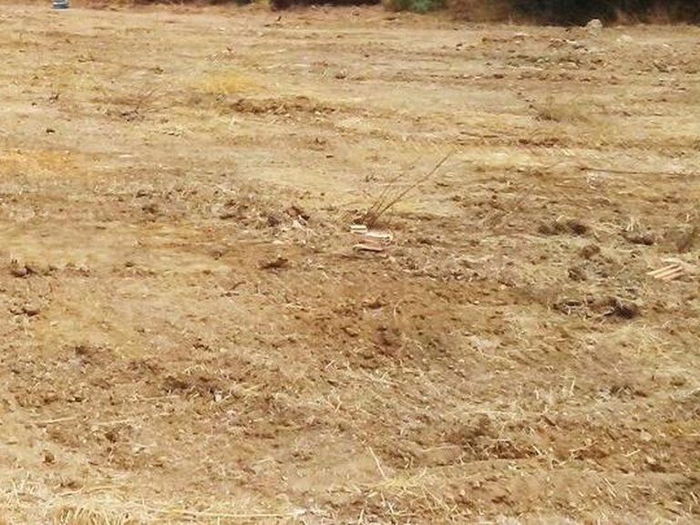 Plot for Sale in Sotogrande, Cadiz 15