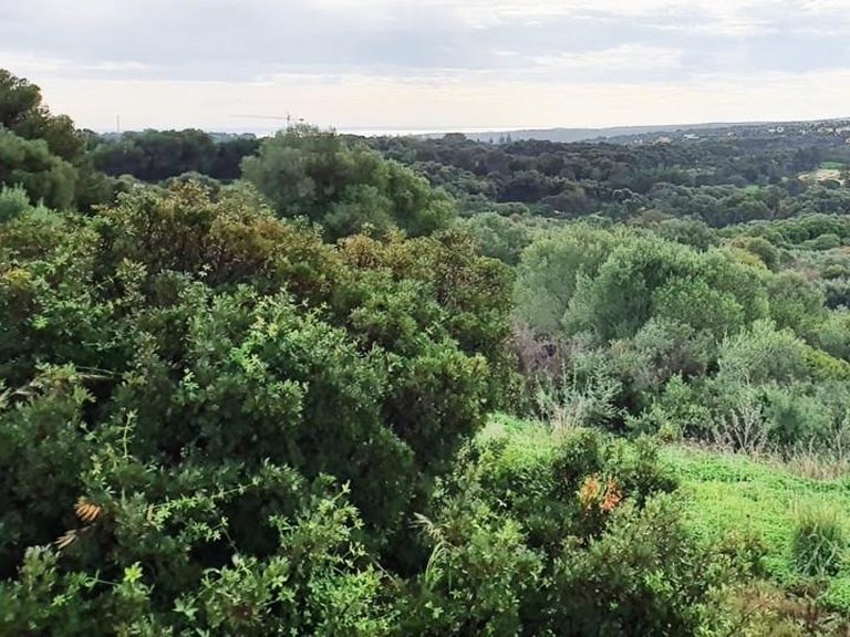 Plot for Sale in Sotogrande, Cadiz 23