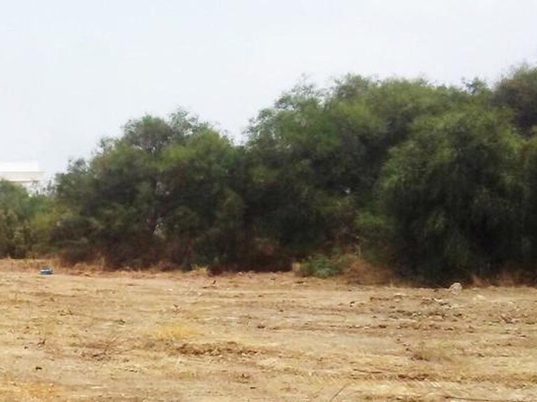 Plot for Sale in Sotogrande, Cadiz 14