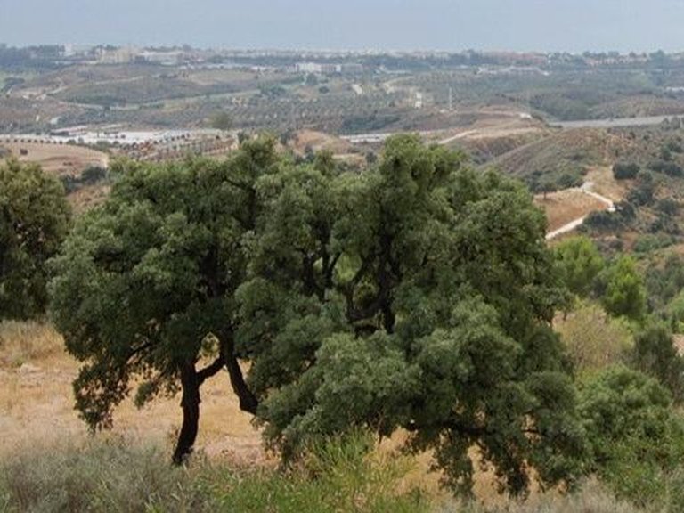 Plot for Sale in Marbella, Malaga 16