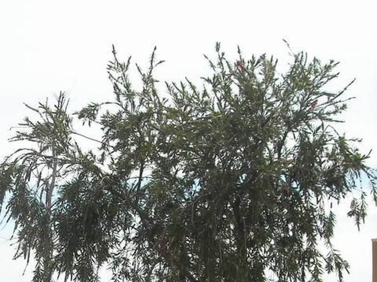 Plot for Sale in Sotogrande, Cadiz 24