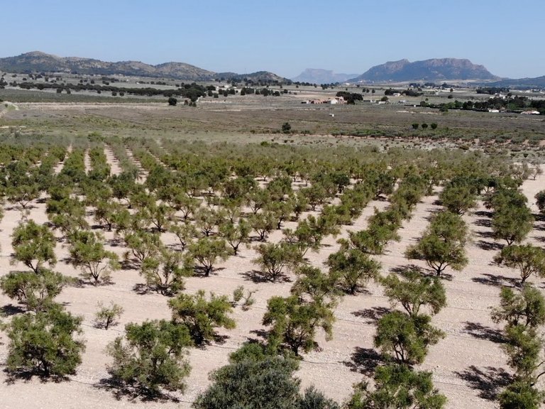 Plot for Sale in Salinas, Alicante 9