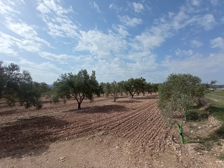 Plot for Sale in Salinas, Alicante 3
