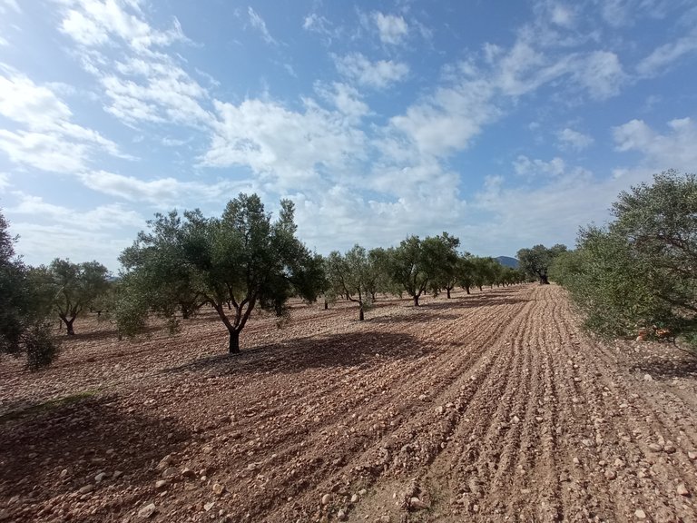Plot for Sale in Salinas, Alicante 2