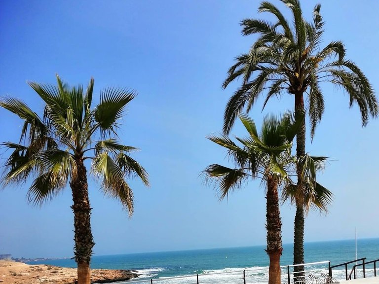 Commercial for Sale in Torrevieja, Alicante 5