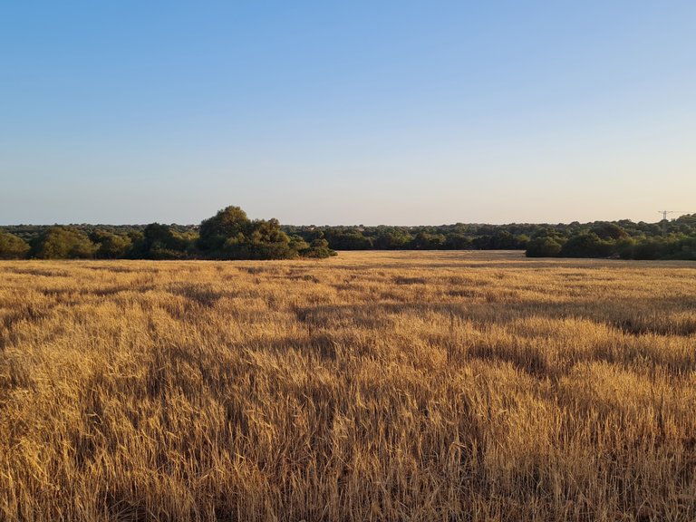 Plot for Sale in Santanyí, Balearic Islands 3