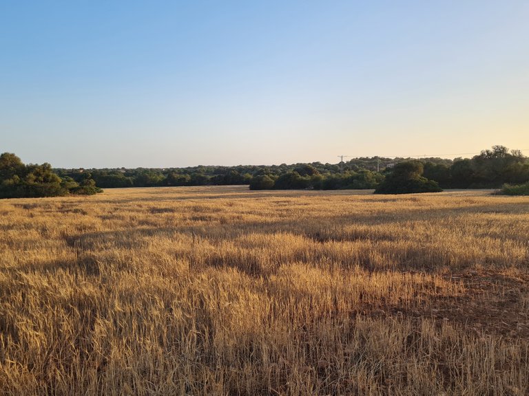 Plot for Sale in Santanyí, Balearic Islands 4