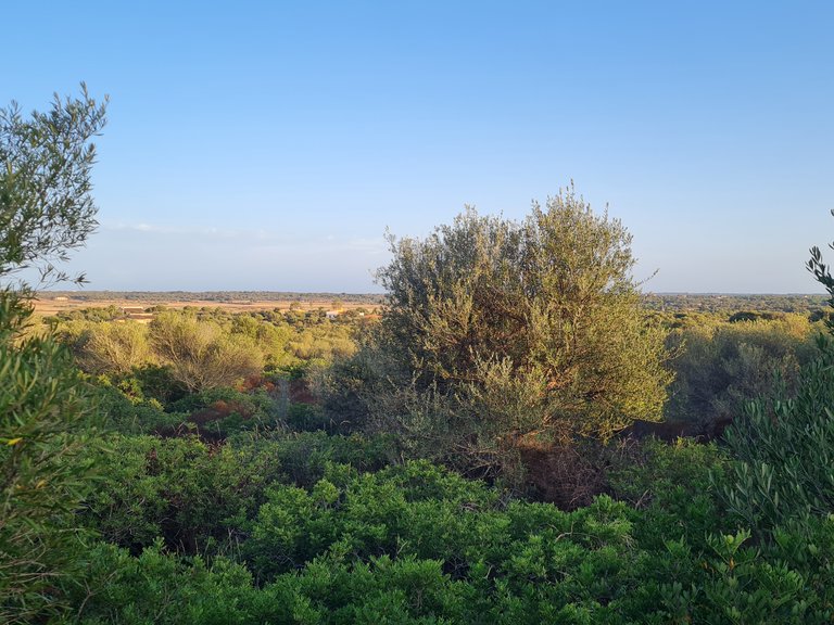 Plot for Sale in Santanyí, Balearic Islands 4