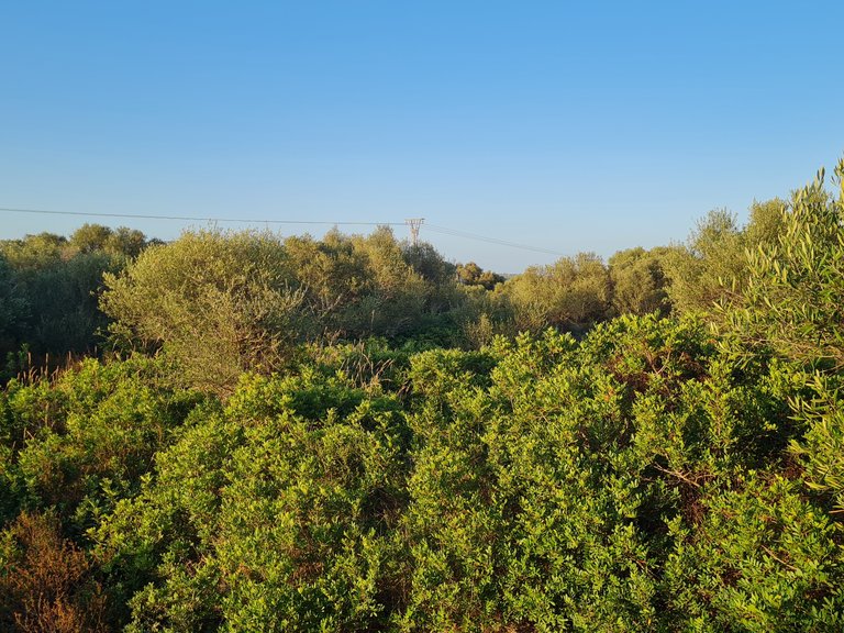 Plot for Sale in Santanyí, Balearic Islands 3