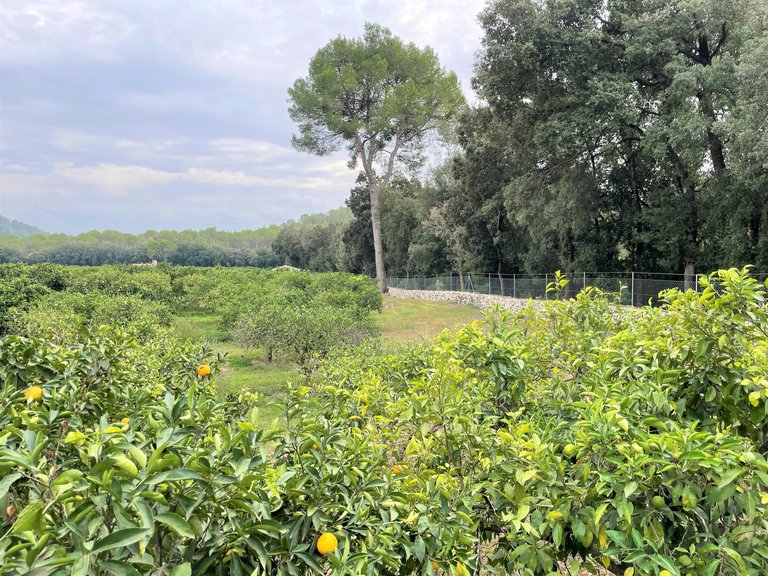 Country House for Sale in Crestatx, Balearic Islands 22