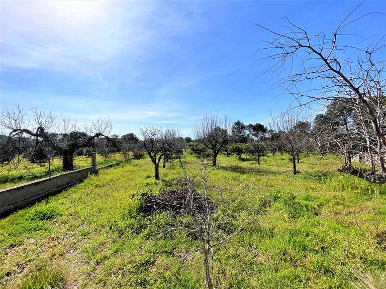 Country House for Sale in Palma De Mallorca, Balearic Islands 15