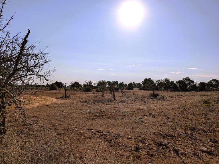 Plot for Sale in Santanyí, Balearic Islands 5