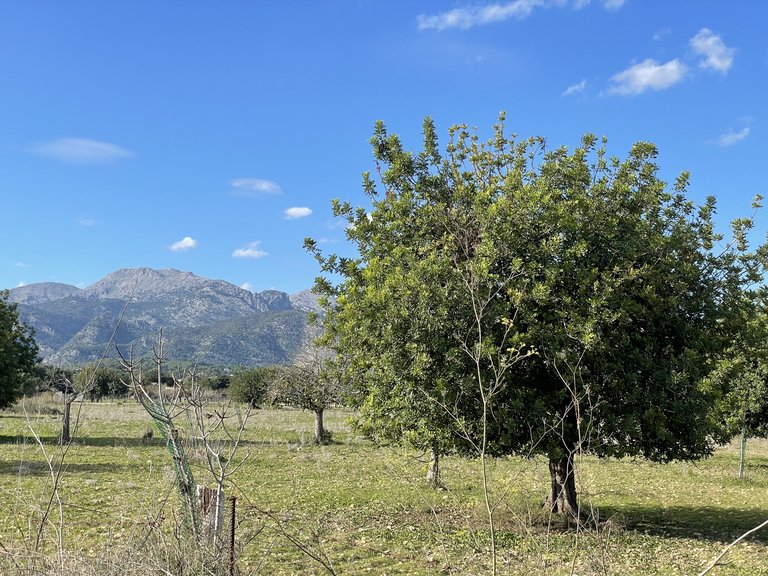 Plot for Sale in Moscari, Balearic Islands 3