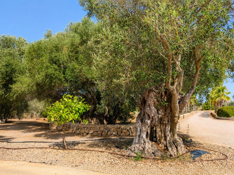 Country House for Sale in Santanyí, Balearic Islands 39