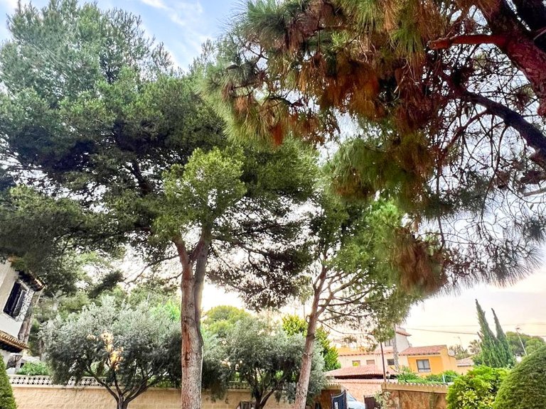 Villa for Sale in Punta Prima, Orihuela Costa, Alicante 8