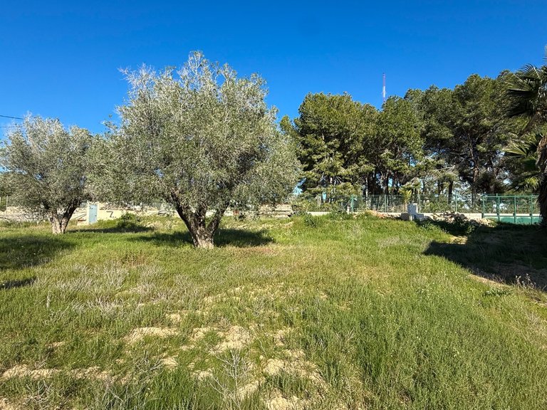 Country House for Sale in Guardamar, Guardamar Del Segura, Alicante 19