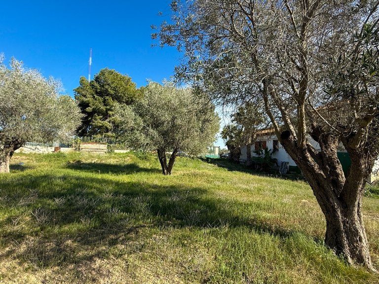 Country House for Sale in Guardamar, Guardamar Del Segura, Alicante 20