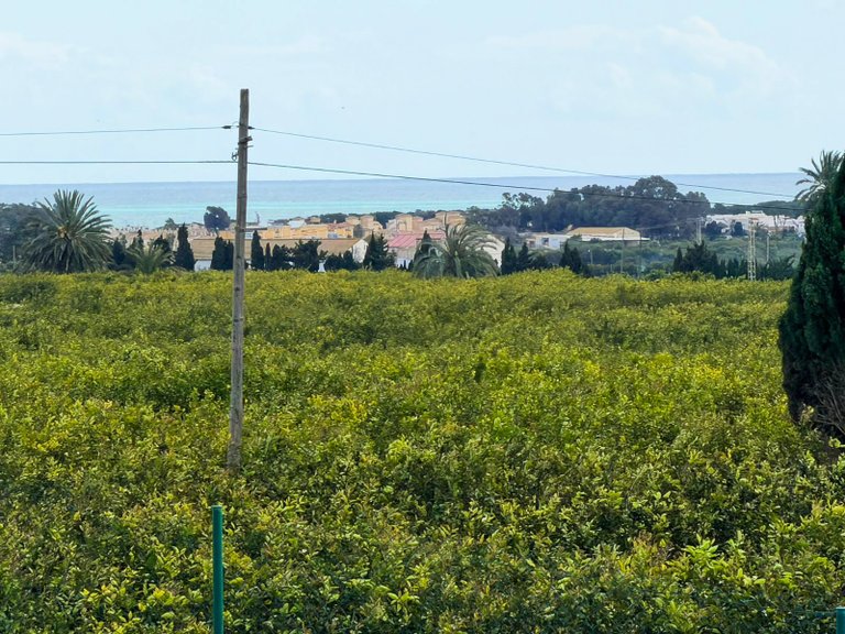 Country House for Sale in Guardamar, Guardamar Del Segura, Alicante 16