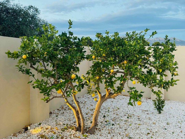 Villa for Sale in Costa Blanca Alfas Del Pi, Alicante 42