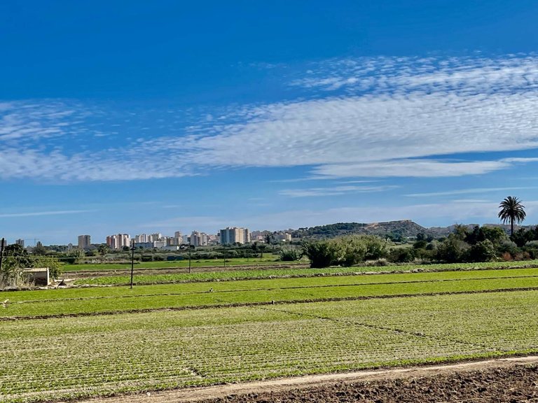 Villa for Sale in Guardamar Del Segura, Alicante 30