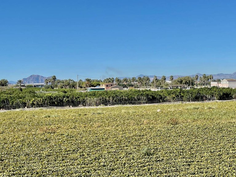 Villa for Sale in Guardamar Del Segura, Alicante 32