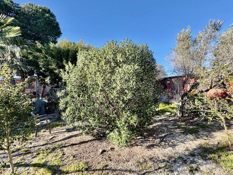 Country House for Sale in Guardamar Del Segura, Alicante 29