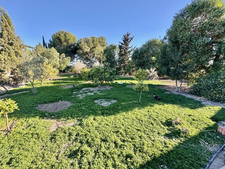 Country House for Sale in Guardamar Del Segura, Alicante 34