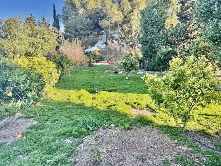 Country House for Sale in Guardamar Del Segura, Alicante 35