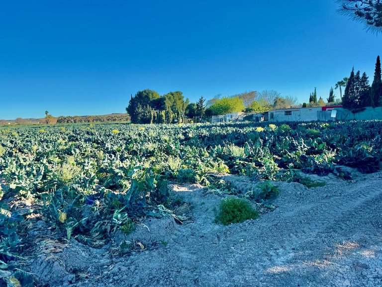 Country House for Sale in Guardamar Del Segura, Alicante 37