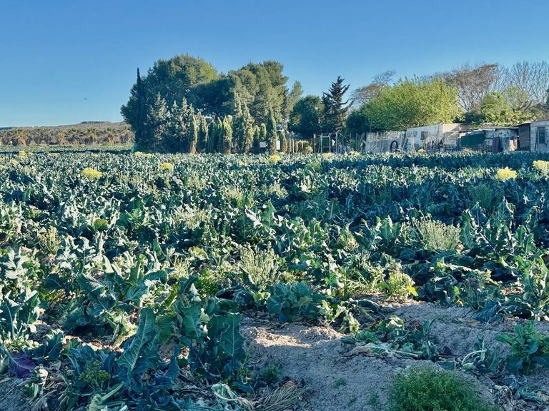 Country House for Sale in Guardamar Del Segura, Alicante 38