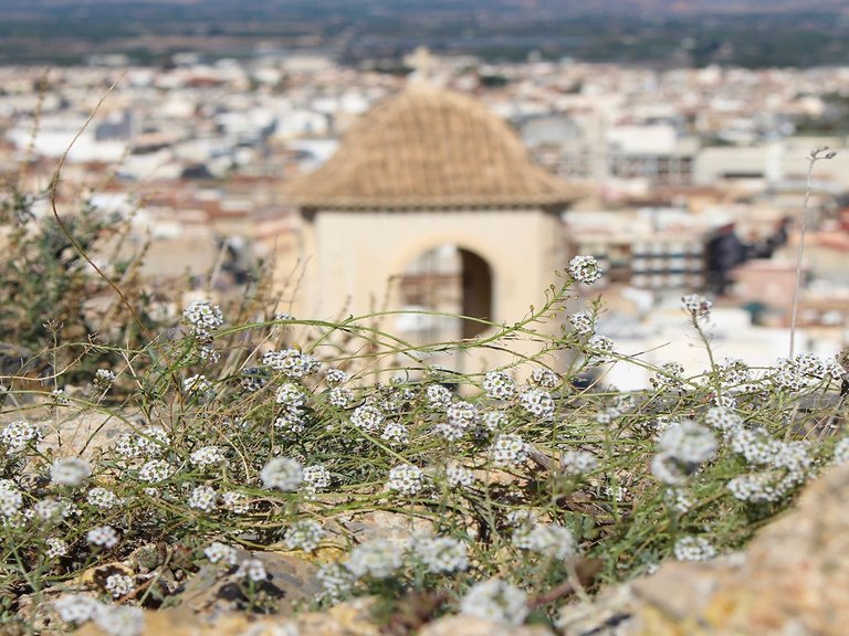 Villa for Sale in Cox, Alicante 34